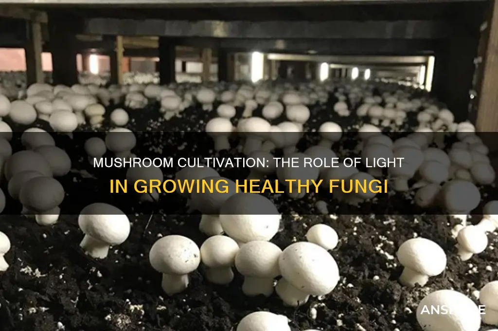 do you need light to grow mushrooms