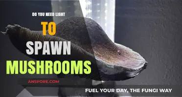 Light and Mushrooms: The Spawning Mystery