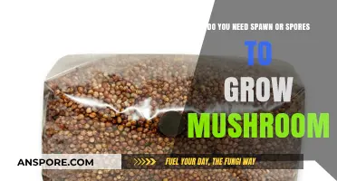 Spawn vs. Spores: Which Do You Need to Grow Mushrooms?
