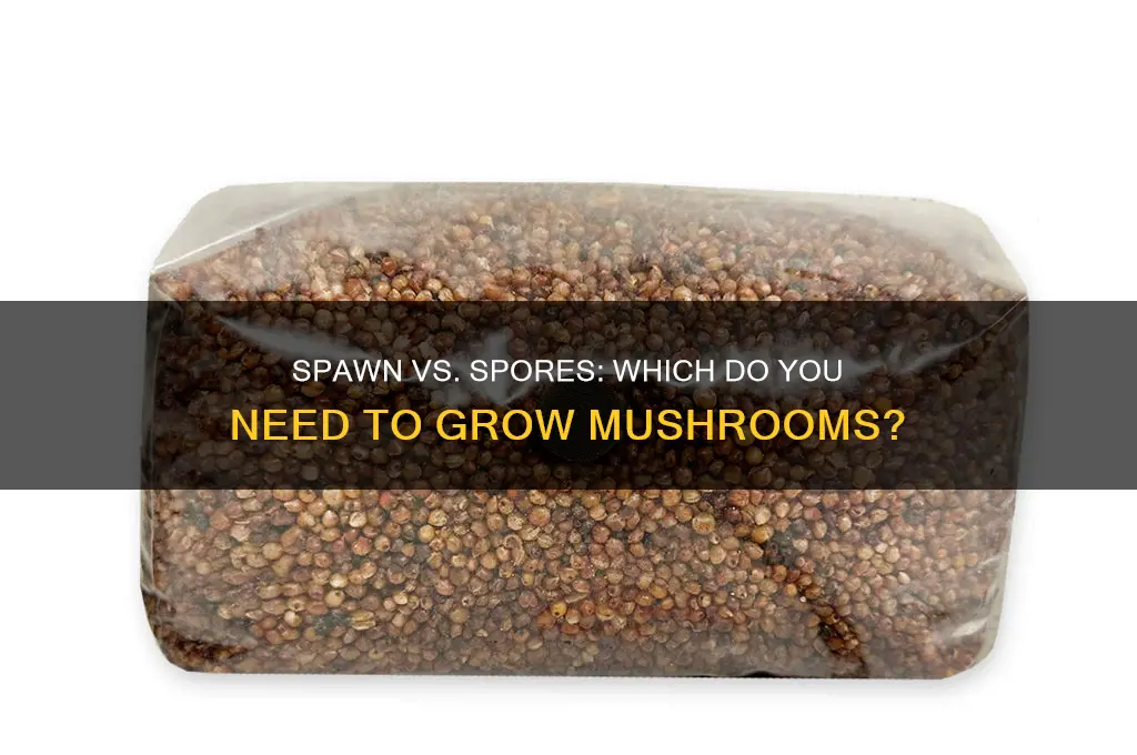 do you need spawn or spores to grow mushrooms