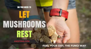 Mushroom Magic: Do They Need a Rest?