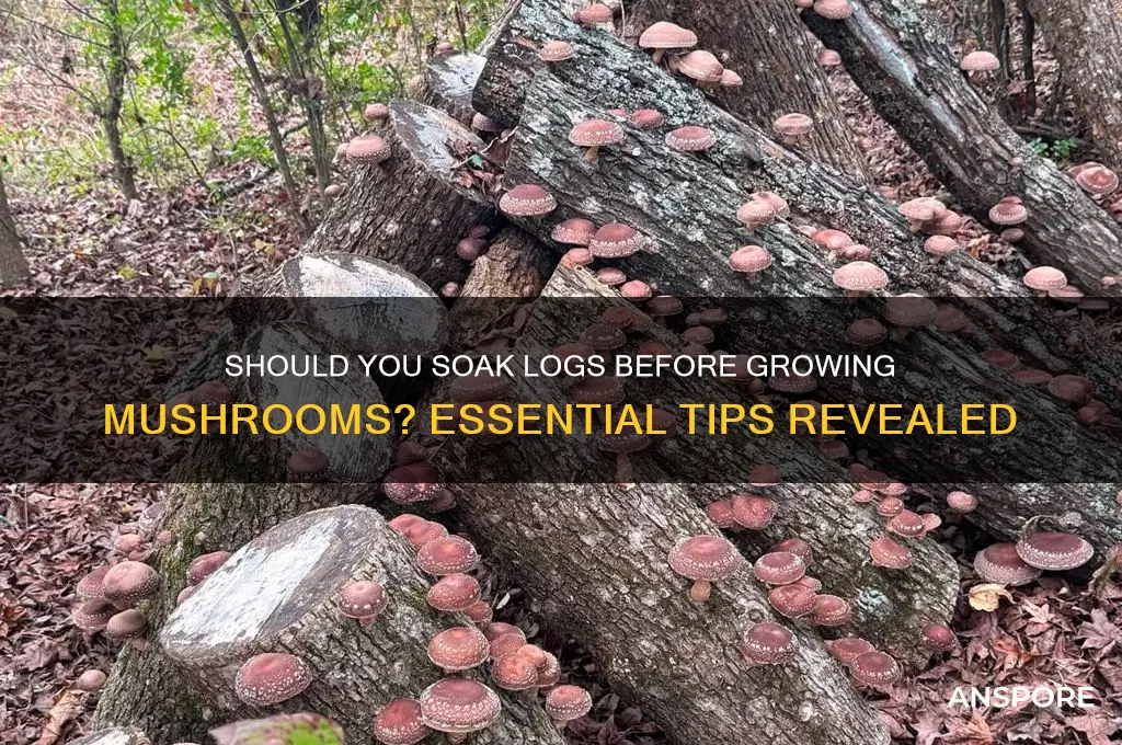 do you need to soak logs before growing mushrooms