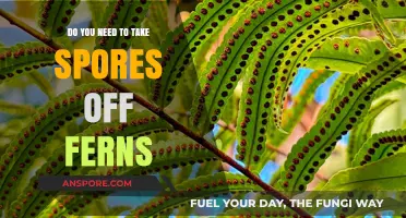 Should You Remove Fern Spores? A Guide to Fern Care and Maintenance