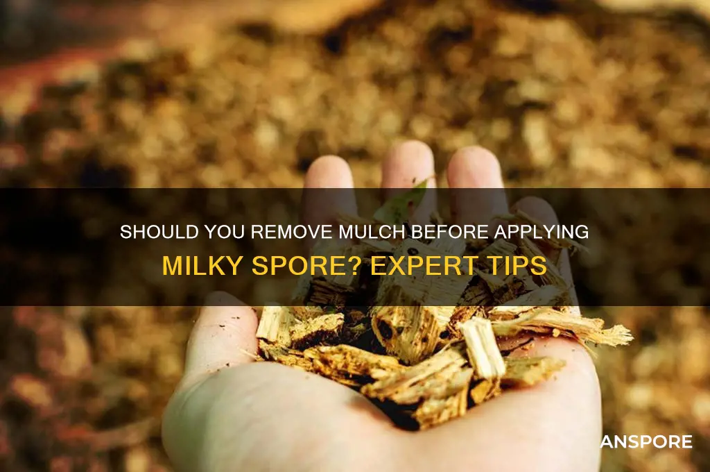 do you need to trmove mulch when applying milky spore
