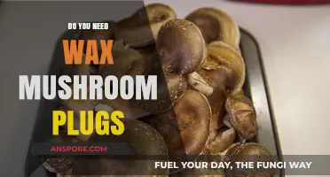 Wax Plugs: A Must-Have for Mushroom Cultivation
