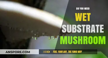 Wet Substrate: A Must for Mushroom Cultivation