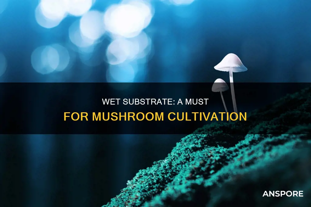 do you need wet substrate mushrooms