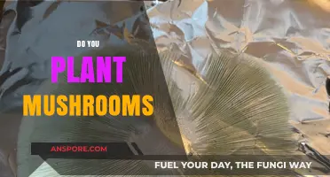 Mushroom Gardening: How to Grow Your Own Mushrooms