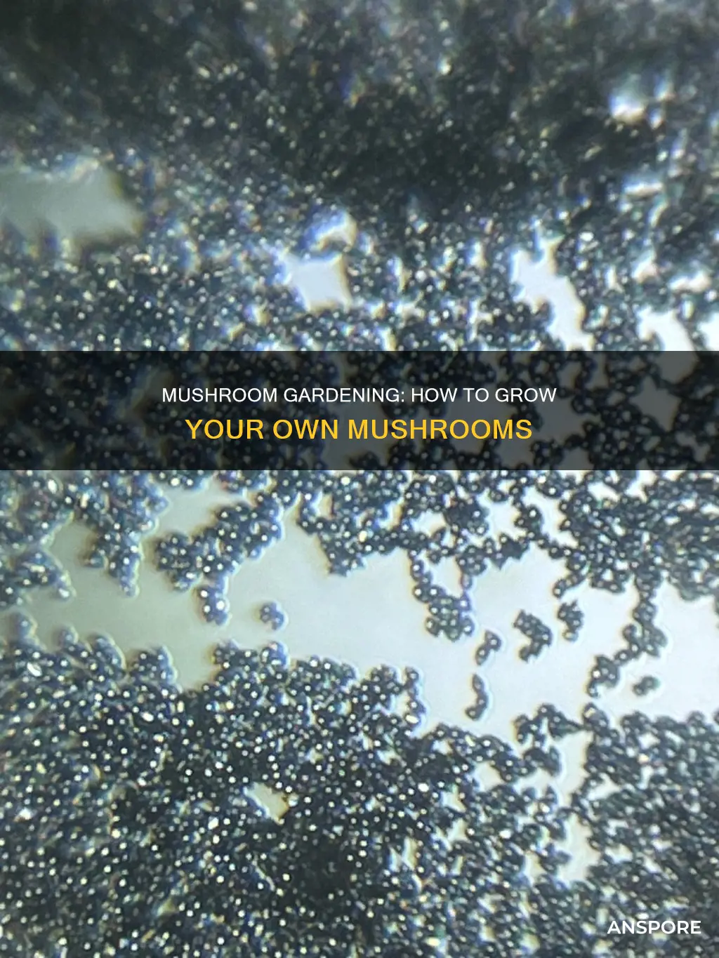 do you plant mushrooms