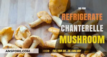 How to Store Chanterelle Mushrooms: Fridge or No Fridge?