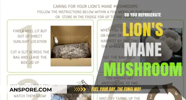 How to Store Lion's Mane Mushrooms: Fridge or Shelf?
