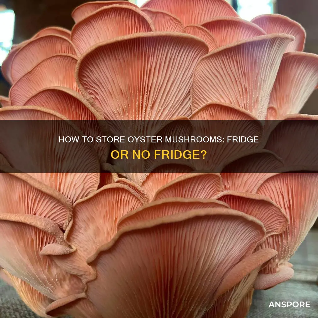 do you refrigerate oyster mushrooms
