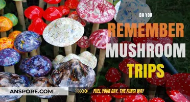 Psychedelic Mushroom Trips: Remembering the Experience