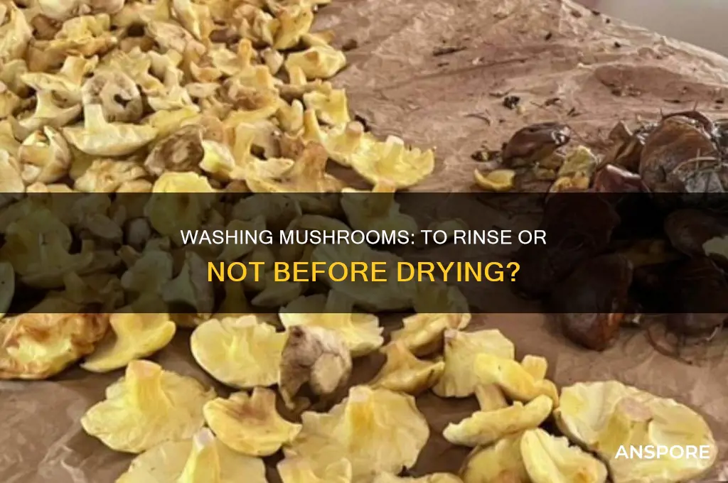 do you rinse dirt off stems of mushrooms before drying