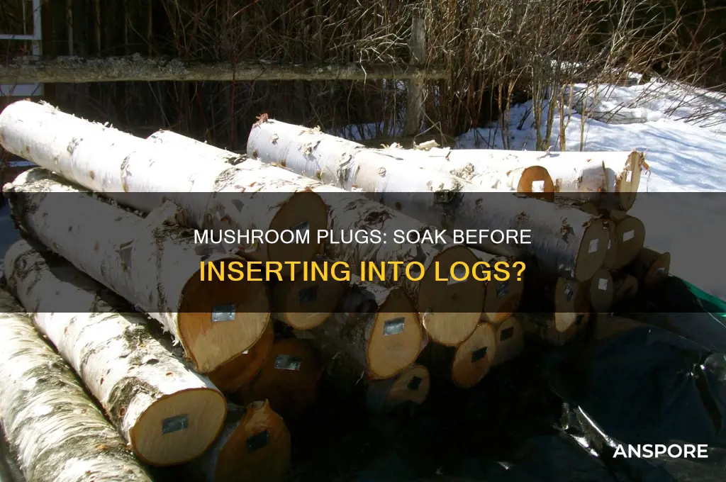 do you soak mushroom plugs before putting into logs