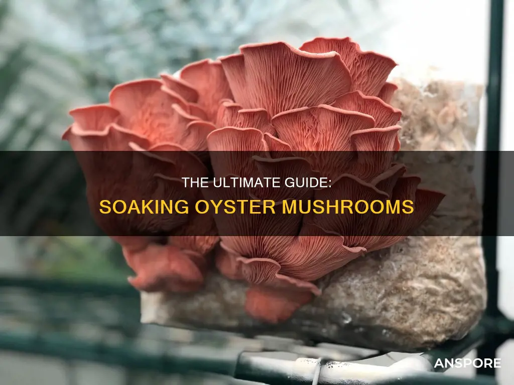 do you soak oyster mushroom