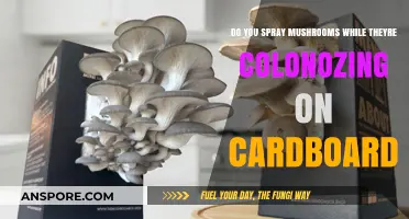 The Best Way to Spray Colonizing Mushrooms