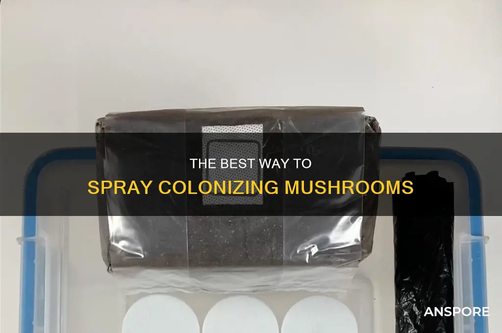 do you spray mushrooms while theyre colonozing on cardboard