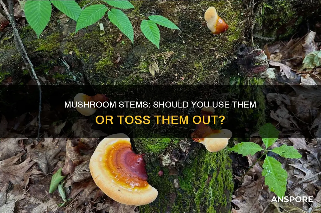 do you use mushroom stems
