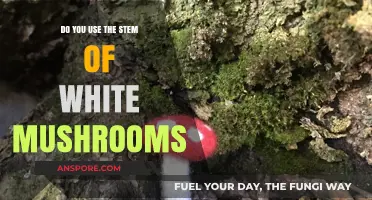 Using White Mushroom Stems: Tips, Benefits, and Creative Culinary Ideas