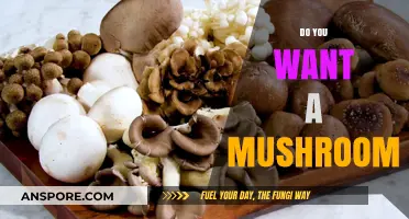 Mushroom Exploration: Do You Want to Try?