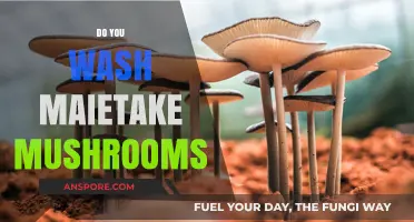 Washing Maitake Mushrooms: A How-To Guide