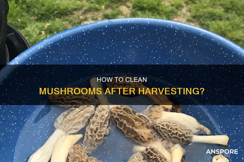 do you wash mushrooms with water after flush