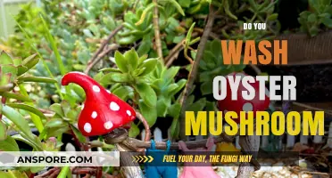 Washing Oyster Mushrooms: To Clean or Not?