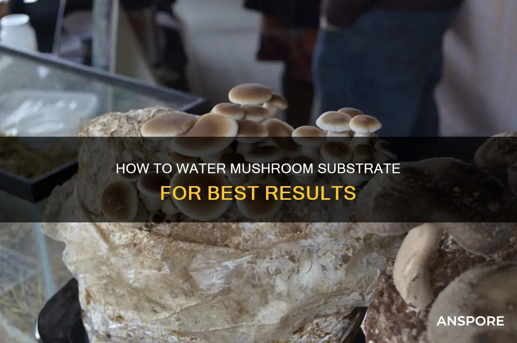 do you water your mushroom substrate