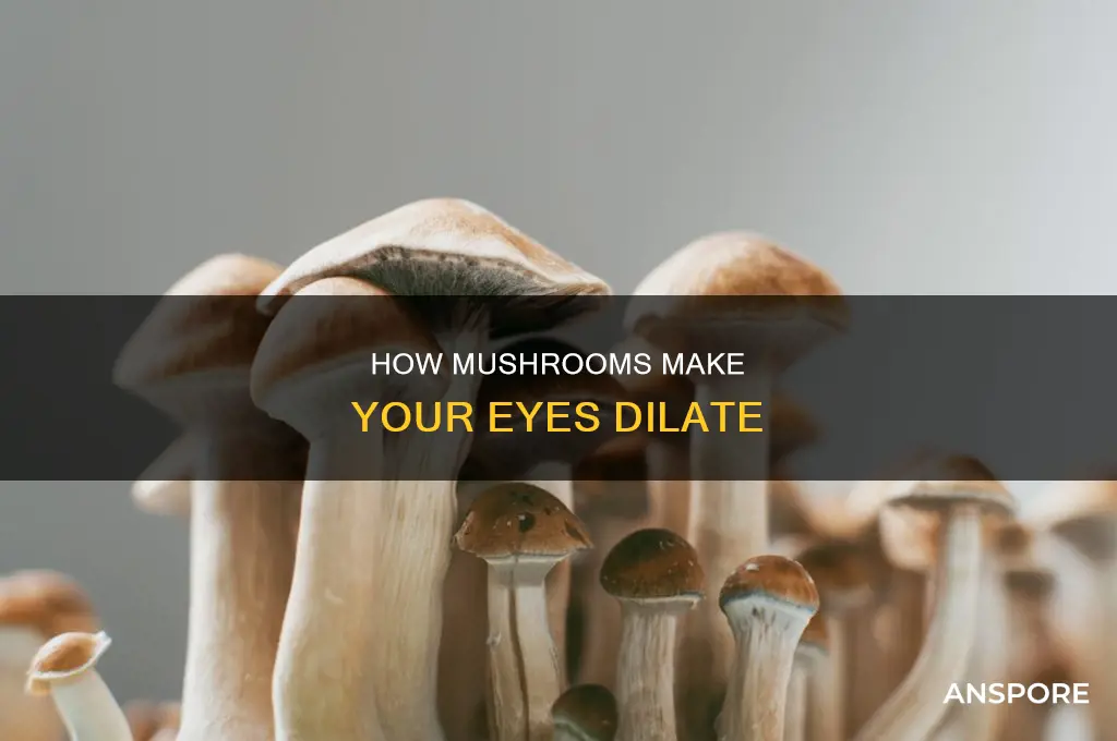do your eyes dilate on mushrooms