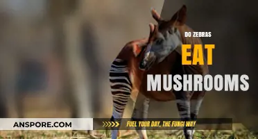 Do Zebras Eat Mushrooms? Unveiling Their Unique Dietary Habits