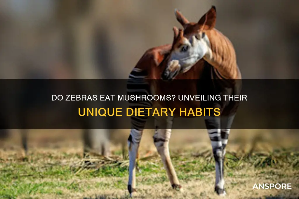do zebras eat mushrooms