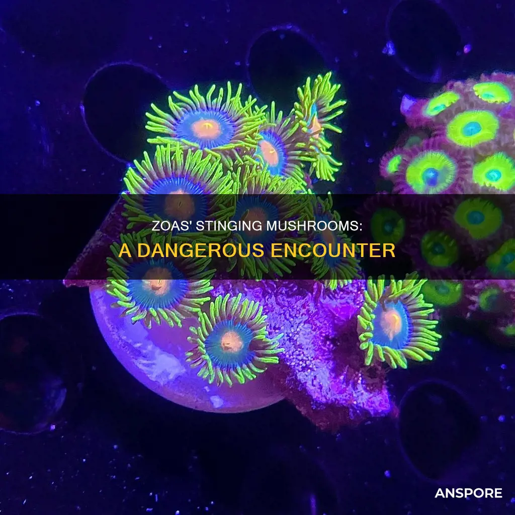 do zoas sting mushrooms