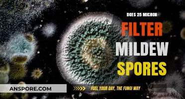 Can 25 Micron Filters Effectively Capture and Remove Mildew Spores?