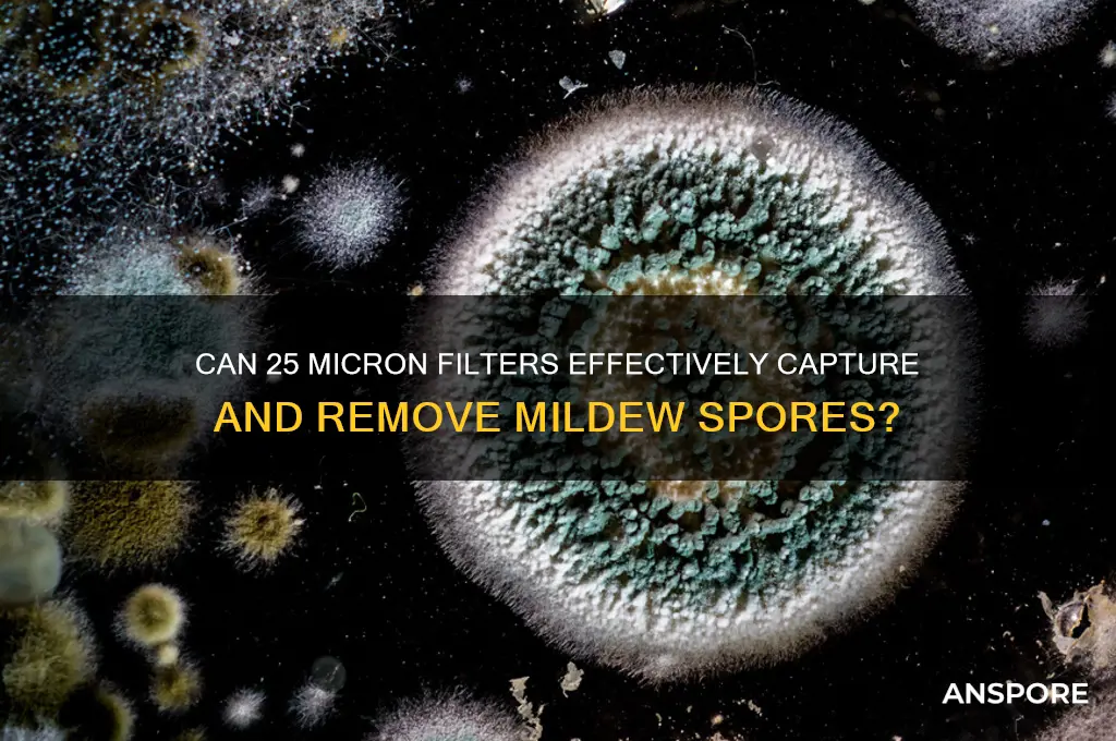 does 25 micron filter mildew spores
