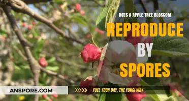 Apple Tree Blossoms: Do They Reproduce by Spores or Seeds?