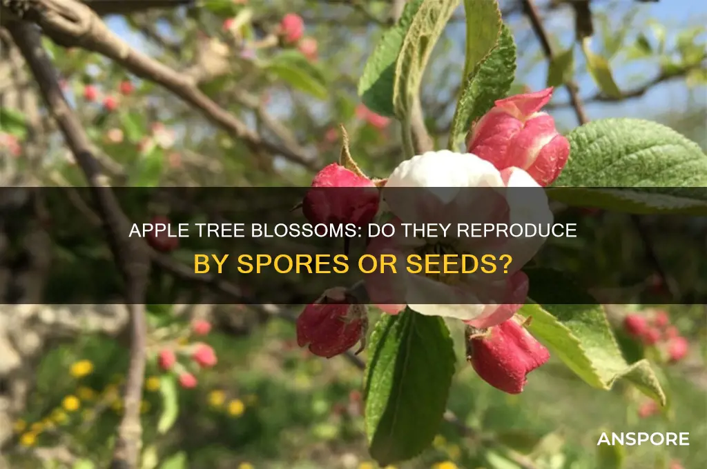 does a apple tree blossom reproduce by spores