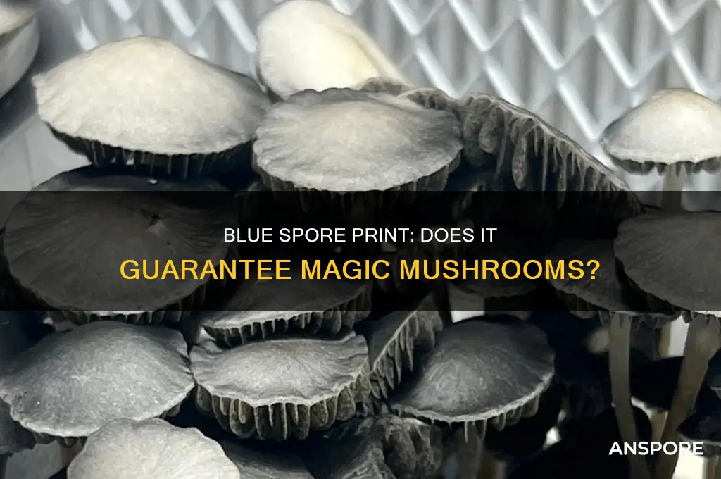 does a blue spore print garuntee a magic myshroo