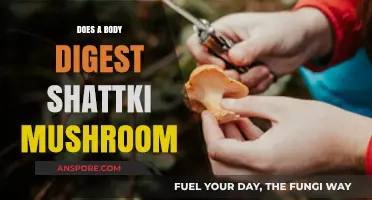 Shattki Mushrooms: Digestion and Your Body
