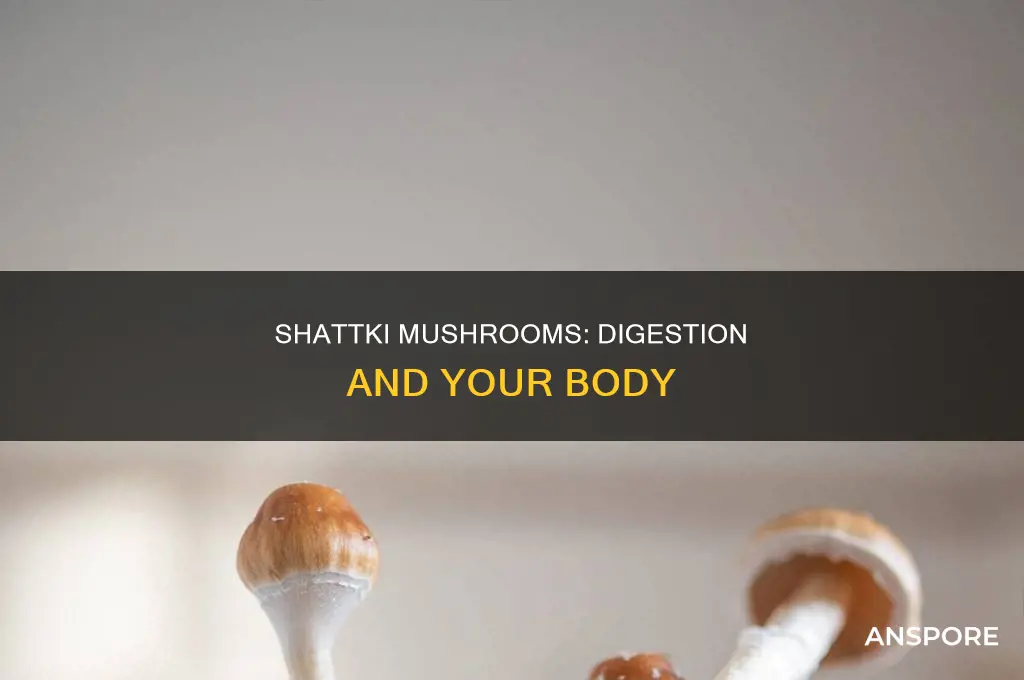 does a body digest shattki mushroom