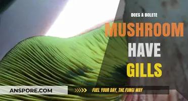 How Do Bolete Mushrooms Breathe Without Gills?