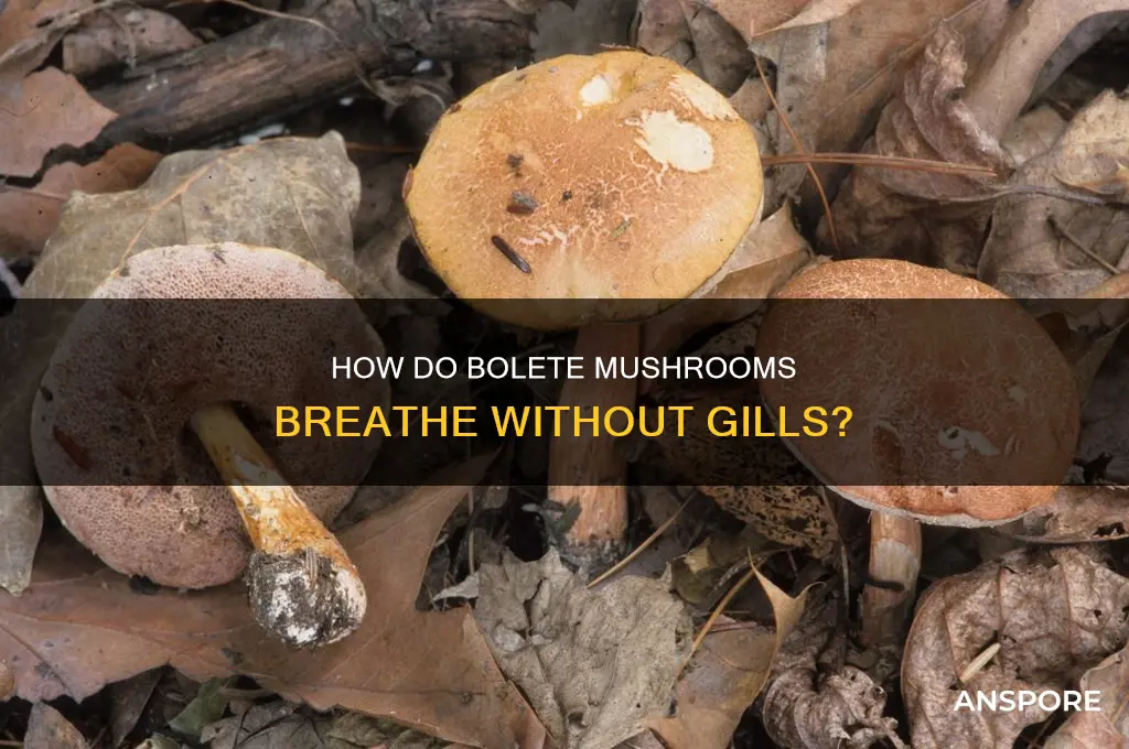 does a bolete mushroom have gills