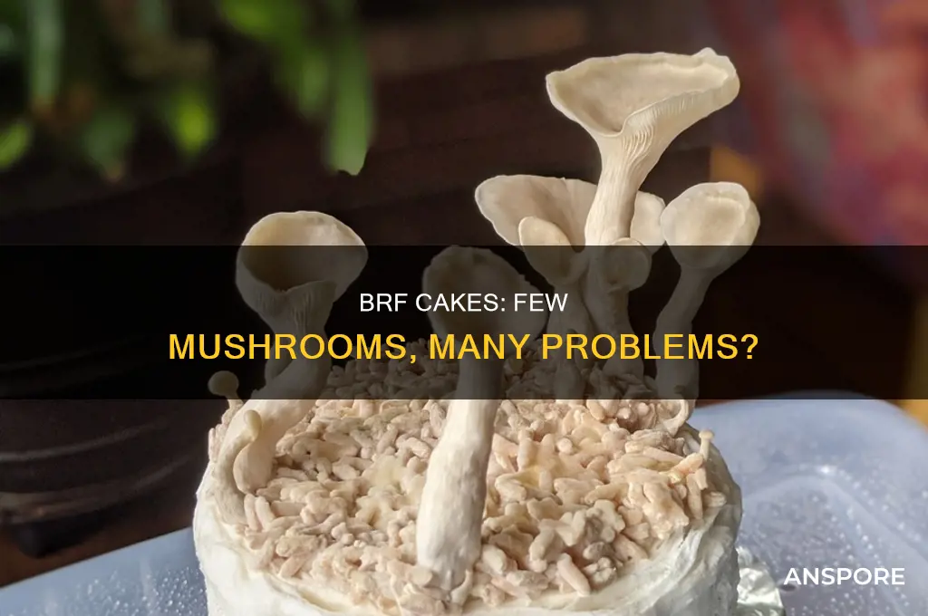 does a brf cake that produces few mushrooms produce