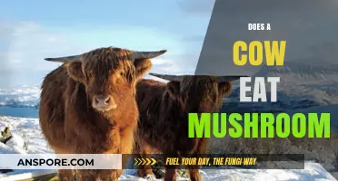 Can Cows Safely Eat Mushrooms? Exploring Bovine Diets and Fungi