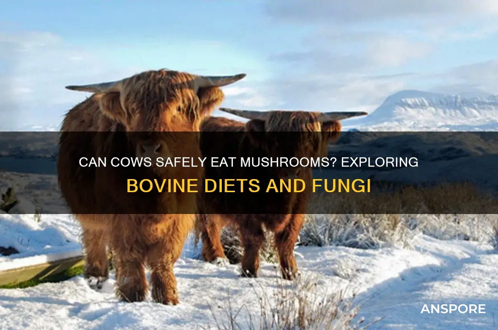 does a cow eat mushrooms
