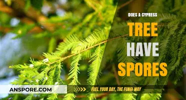 Cypress Trees and Spores: Unveiling the Truth About Their Reproduction