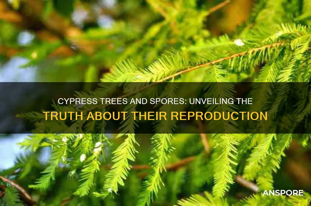 does a cypress tree have spores