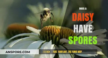 Do Daisies Have Spores? Unveiling the Truth About Daisy Reproduction