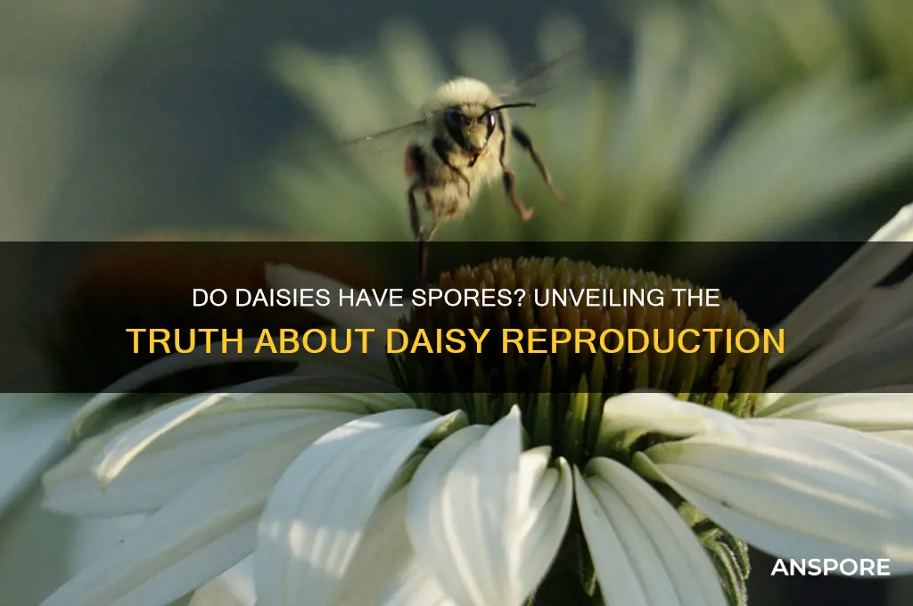 does a daisy have spores