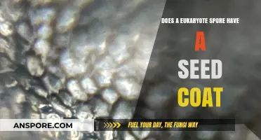 Do Eukaryote Spores Have Seed Coats? Unraveling the Mystery